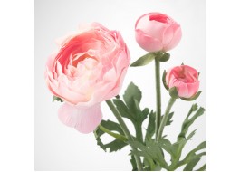 Hoa mao lương SMYCKA màu hồng nhạt